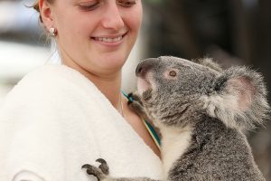 Petra Kvitova visits Lone Pine Koala Sanctuary before the start of the Brisbane International. GETTY IMAGES.